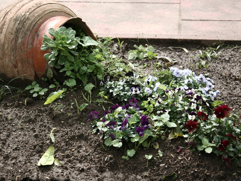 Amores-perfeitos (Viola odorata)
Fins ornamentais. Atrai polinizadores. Pode ser utilizada na confeção de saladas, licores, geleias e infusões, uma vez que o seu ciclo de produção confere segurança no consumo (não são utilizados produtos químicos).